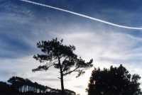 backlit contrails and trees on Signal Hill